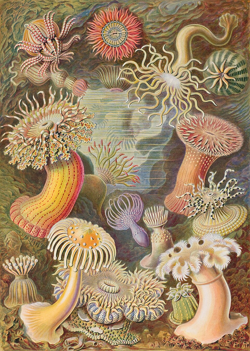 Anémone de mer