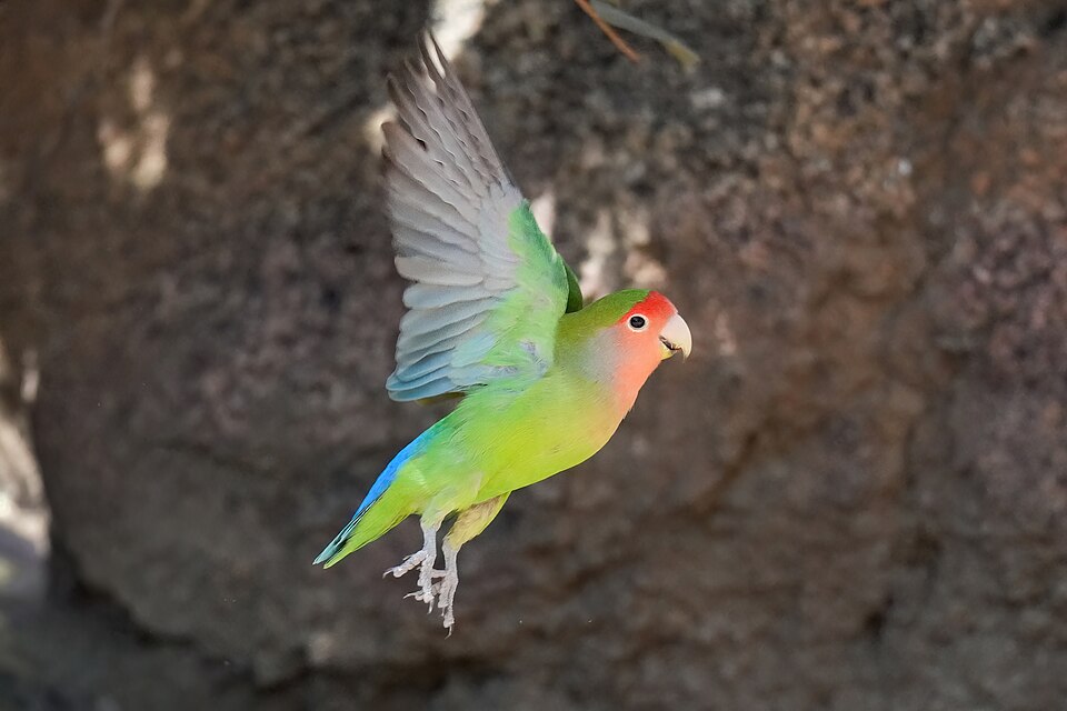 طائر الحب وردي الوجه