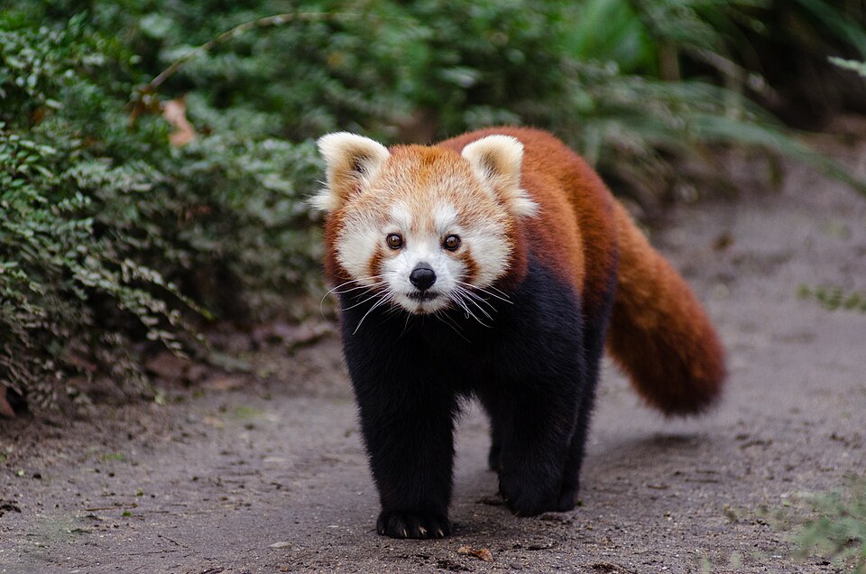 Panda roux