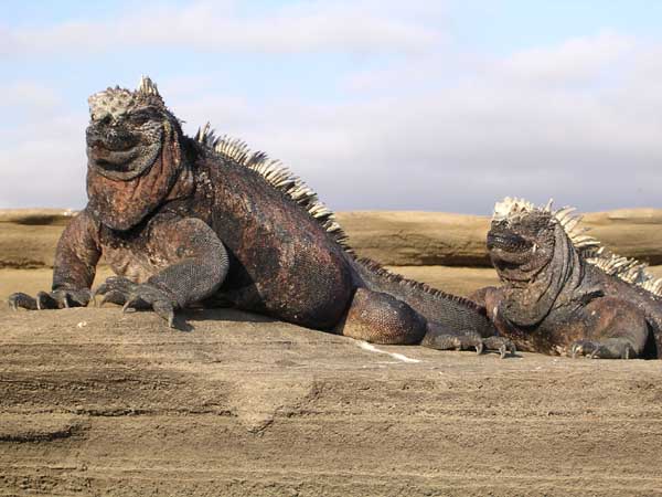 Galápagos Marine Iguana