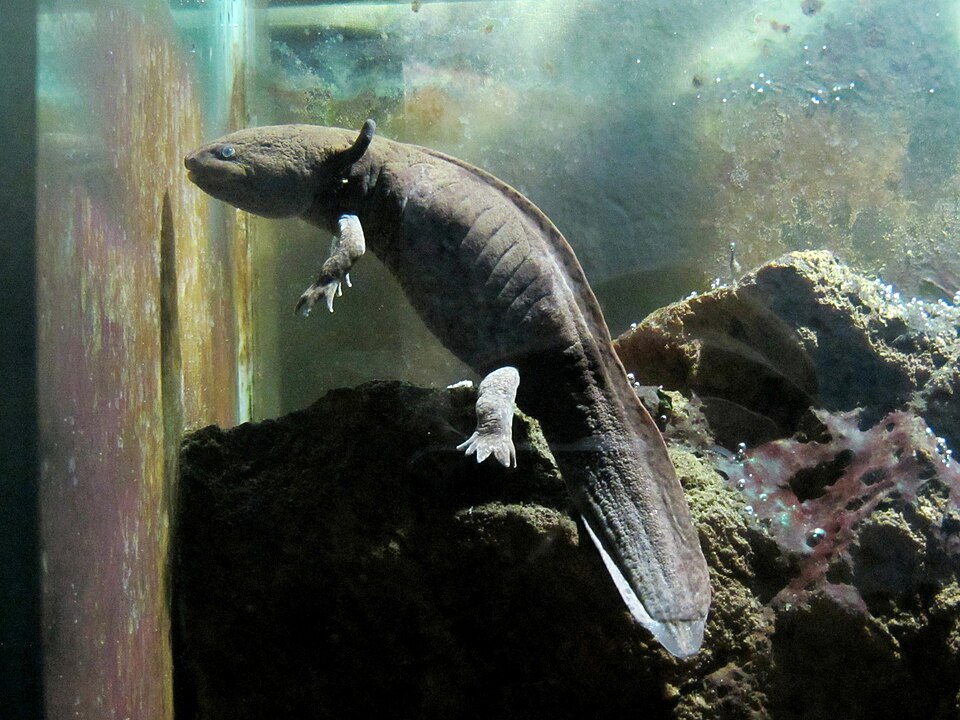 Axolotl