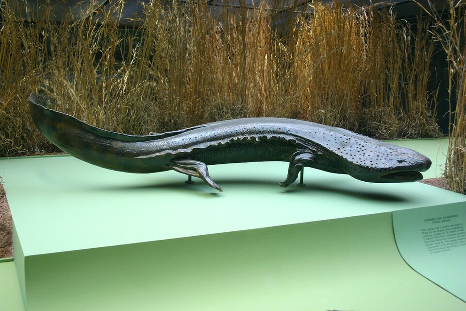 Salamandre géante du Japon