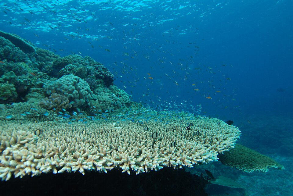 Corail
