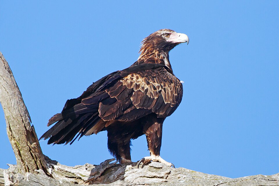 Aigle d'Australie