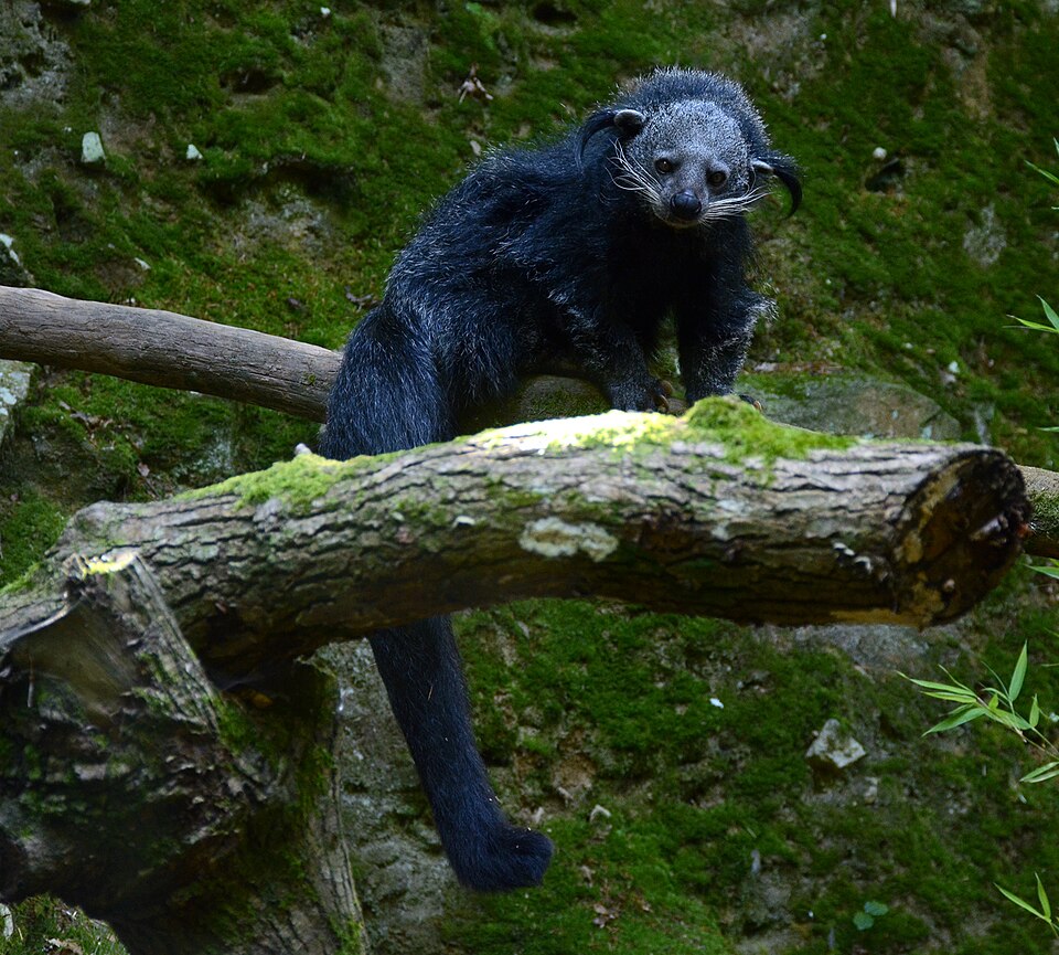 Binturong
