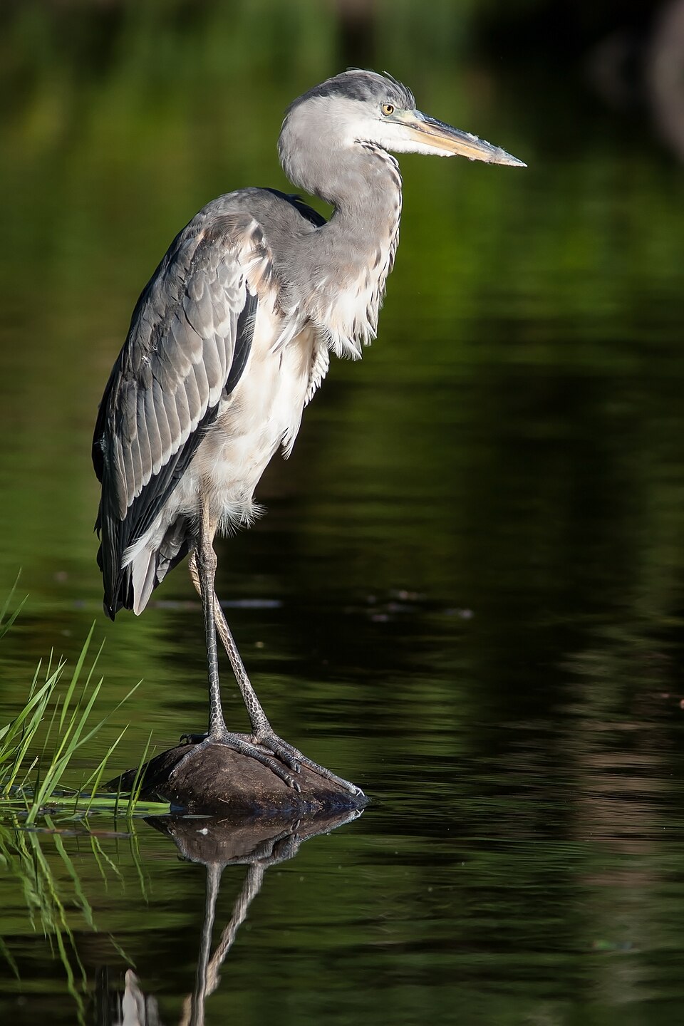Grey Heron