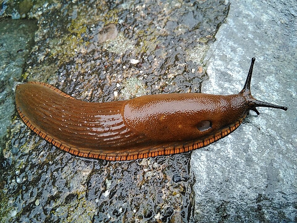 Slug