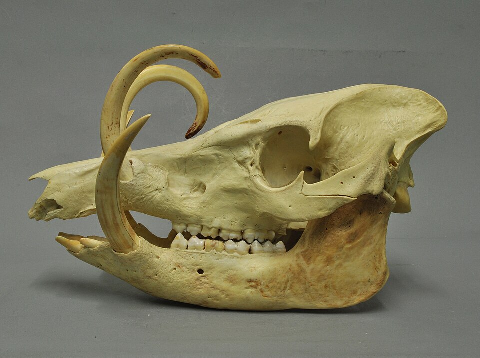 Babiroussa