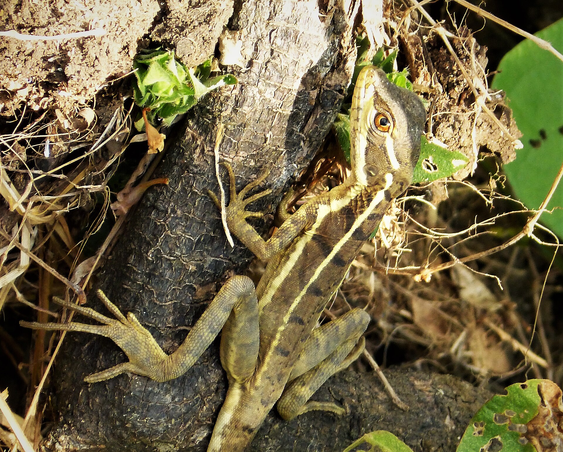 Basilic