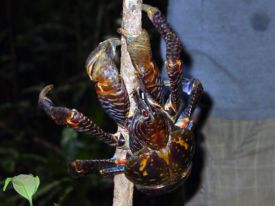Crabe de cocotier