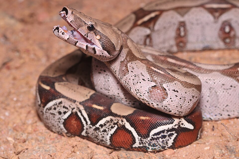 Boa