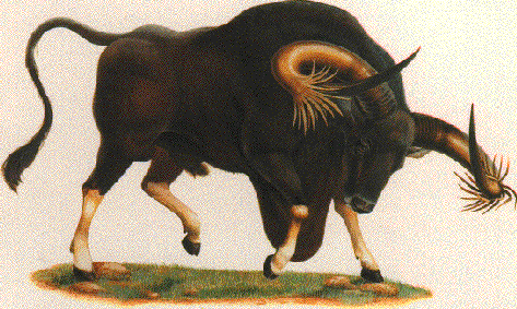 Kouprey