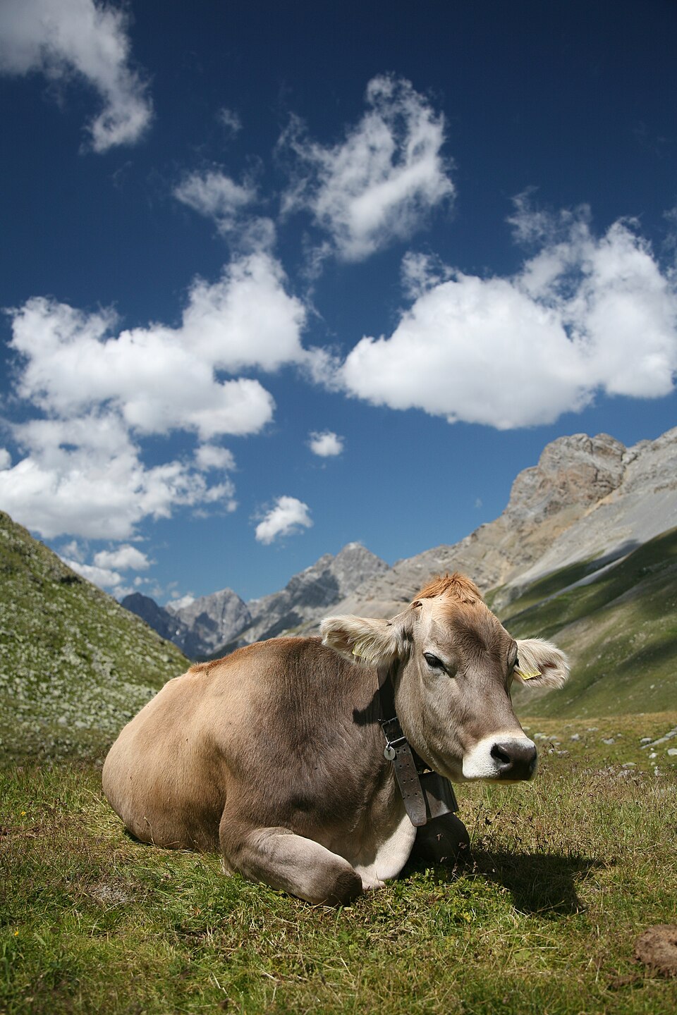 Vache
