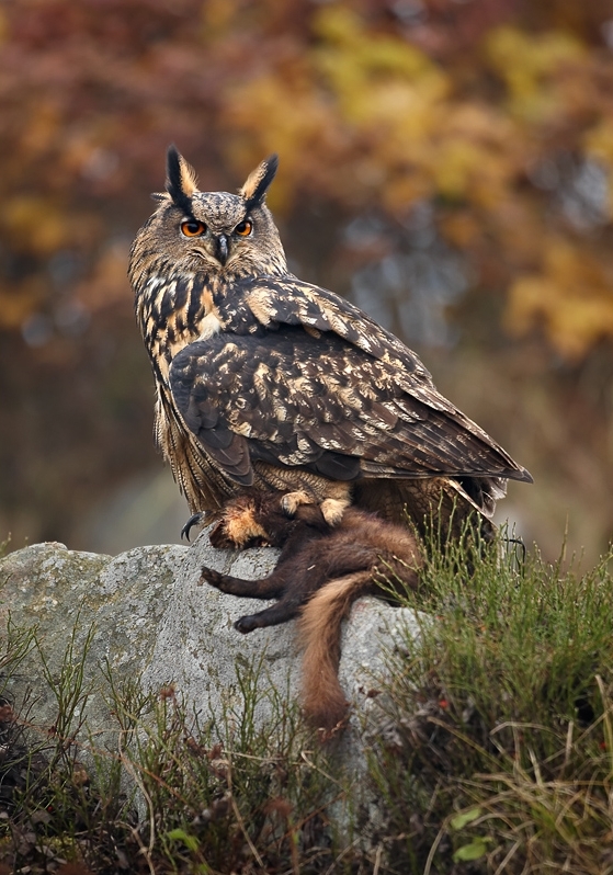 Eurasian eagle-owl