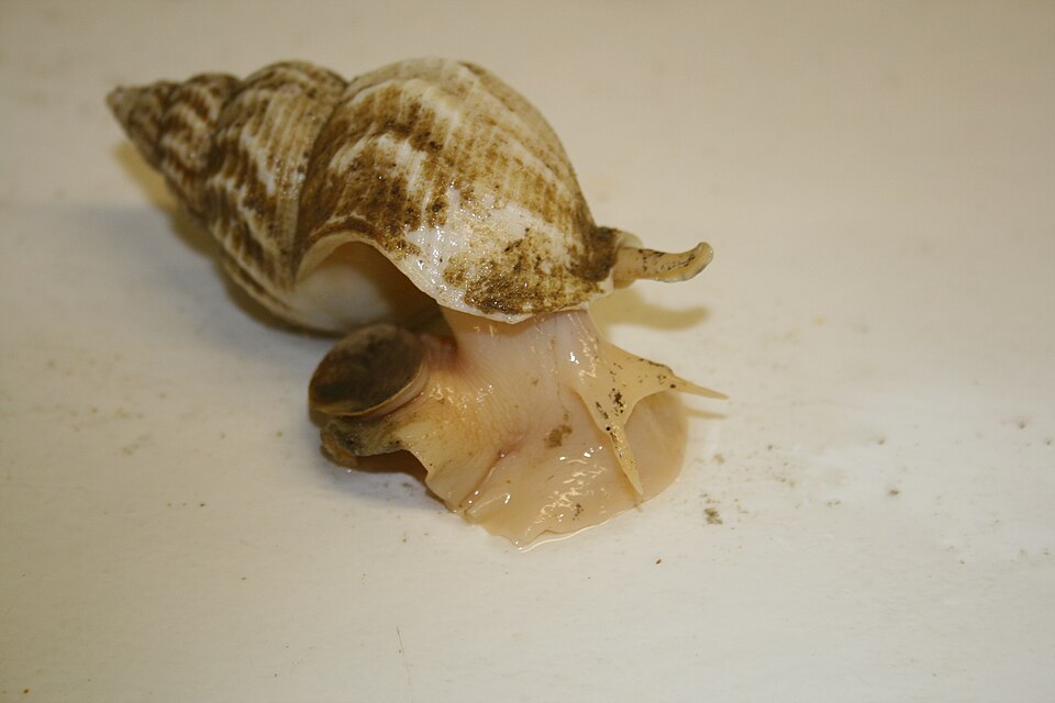 Whelk