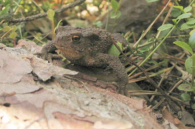 Crapaud