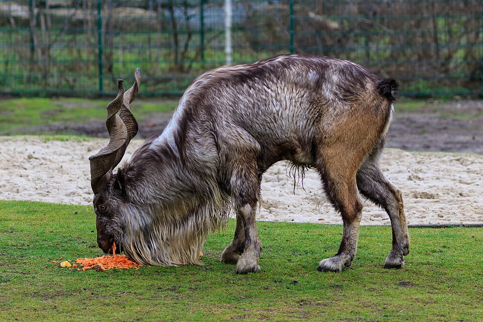 Markhor