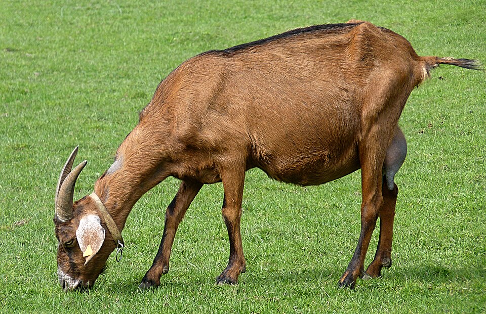 Chèvre