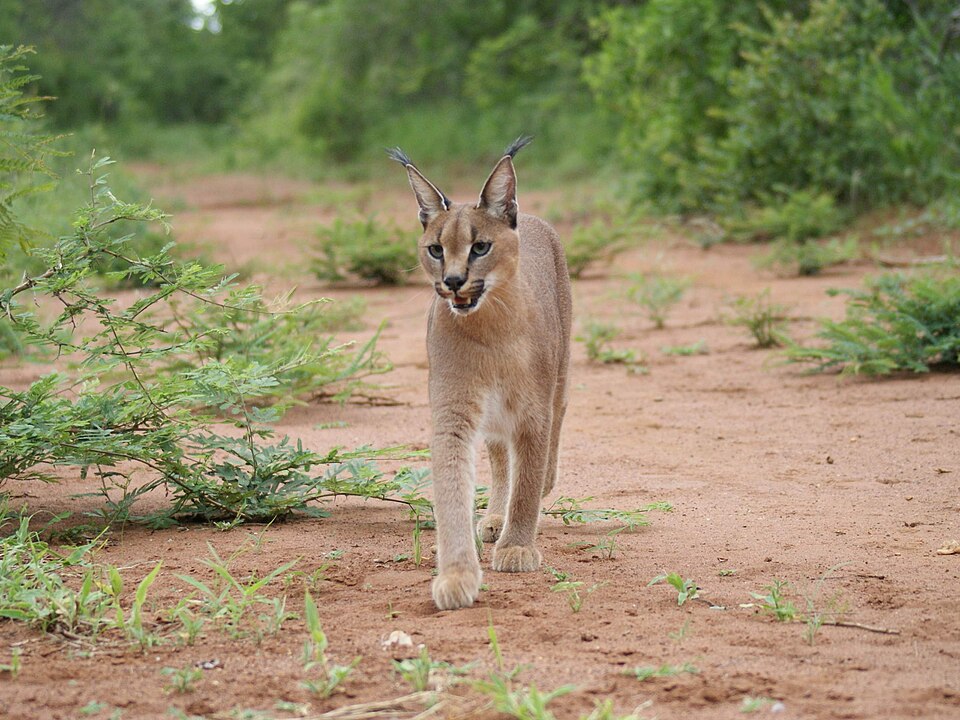 Lynx caracal