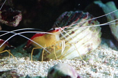 Shrimp