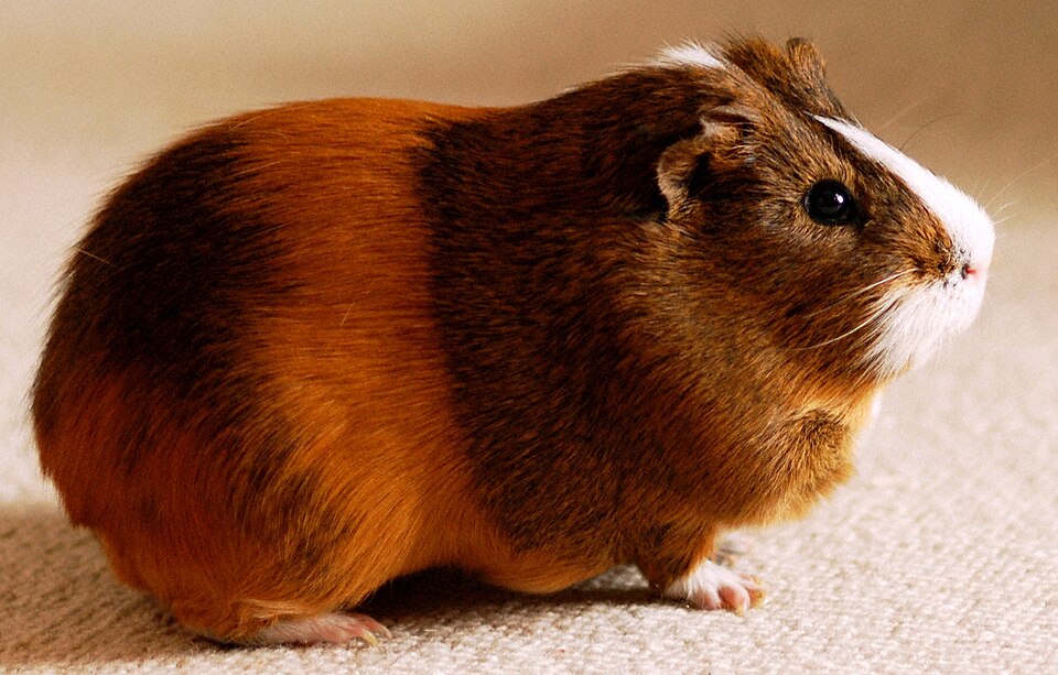 Cochon d'Inde