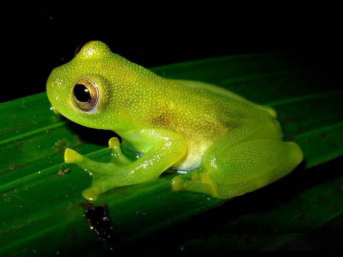 Grenouille de verre