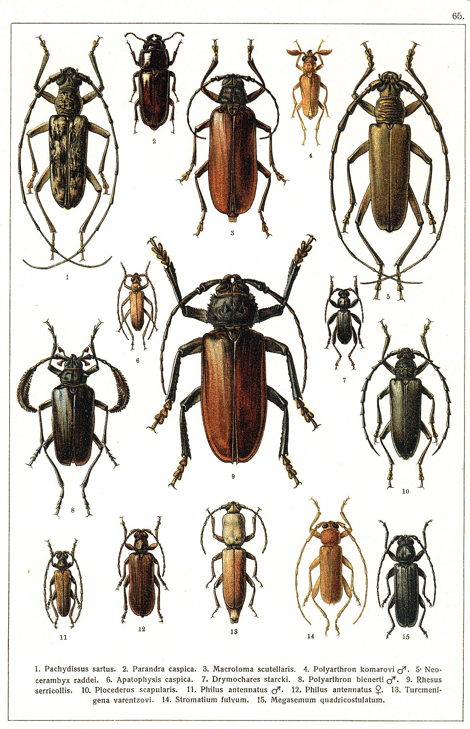 Longicorne