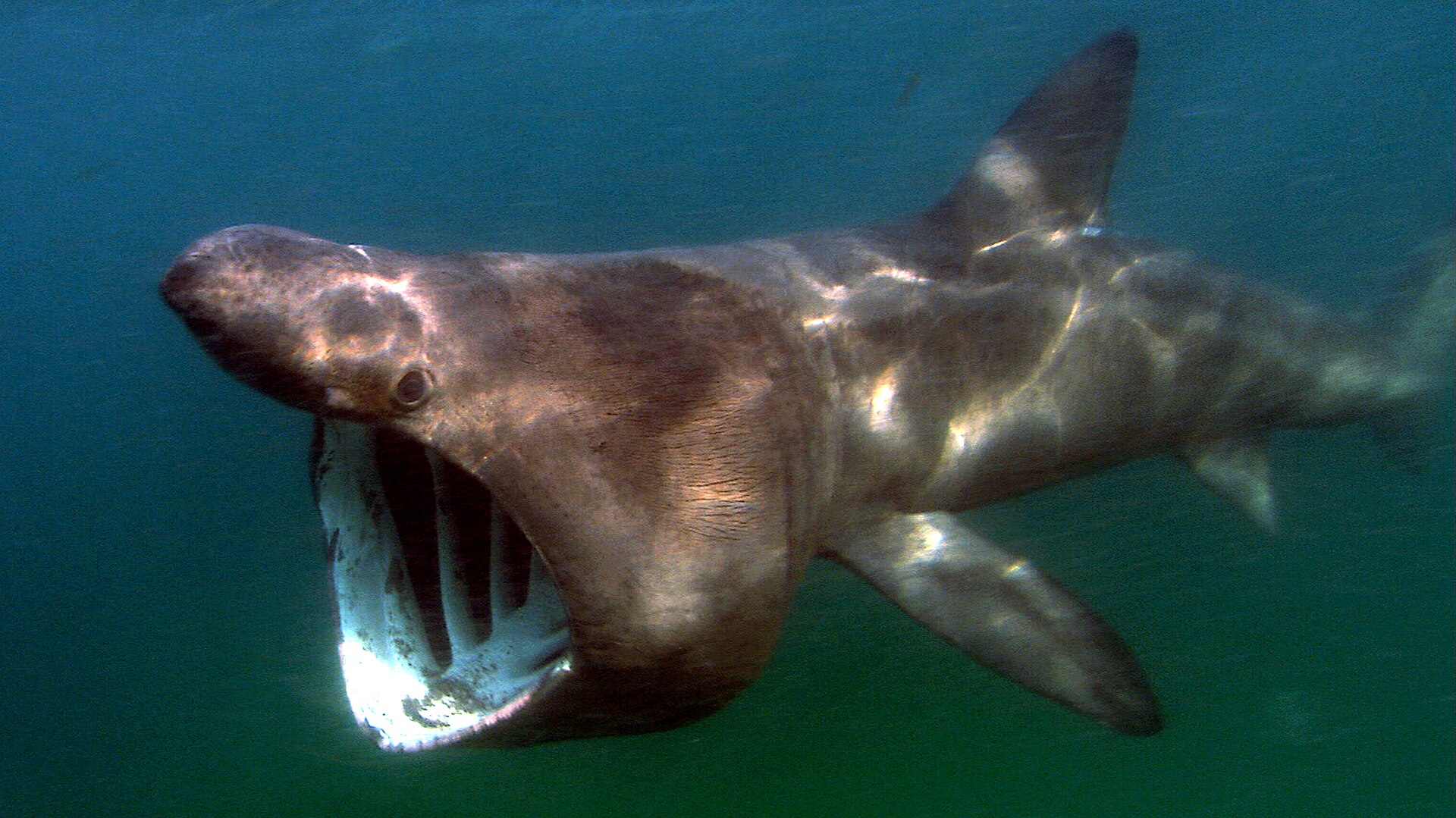 Requin pèlerin