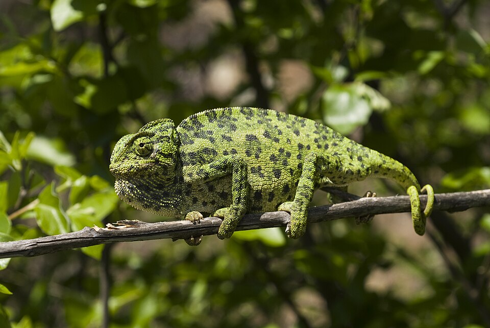 Caméléon commun