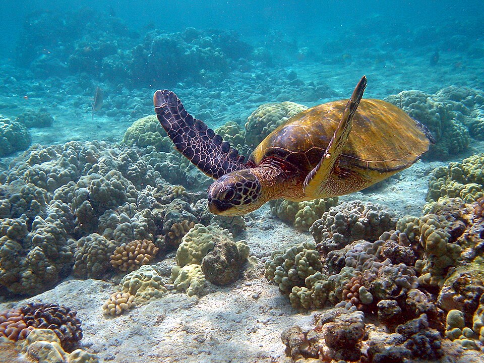 Tortue verte