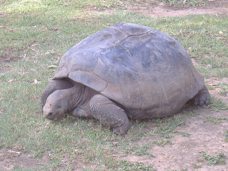 Tortue des Galápagos
