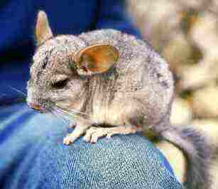 Chinchilla domestique