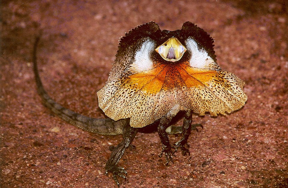 Lézard à collerette