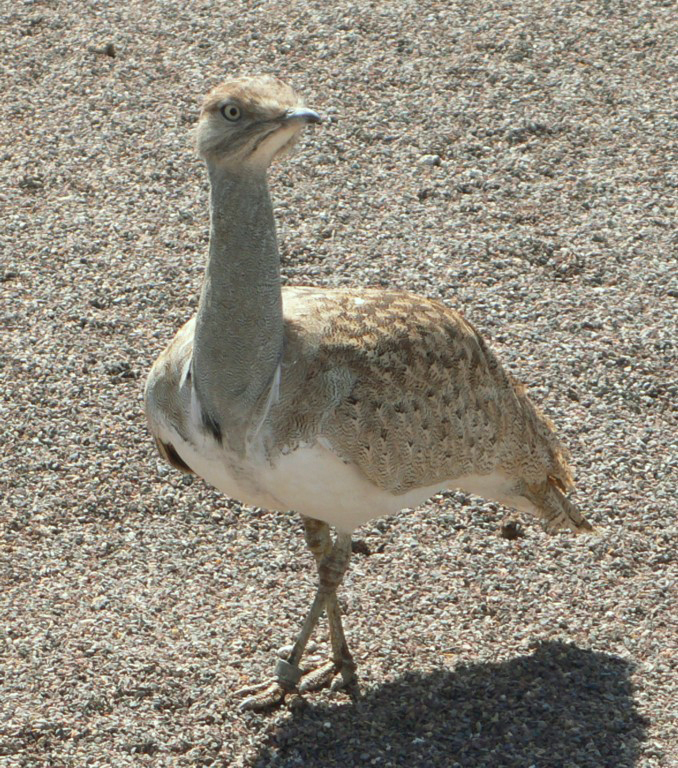 حبارى