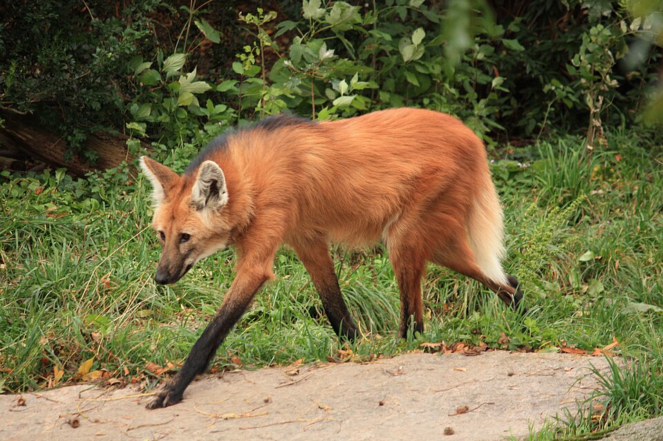 Maned wolf