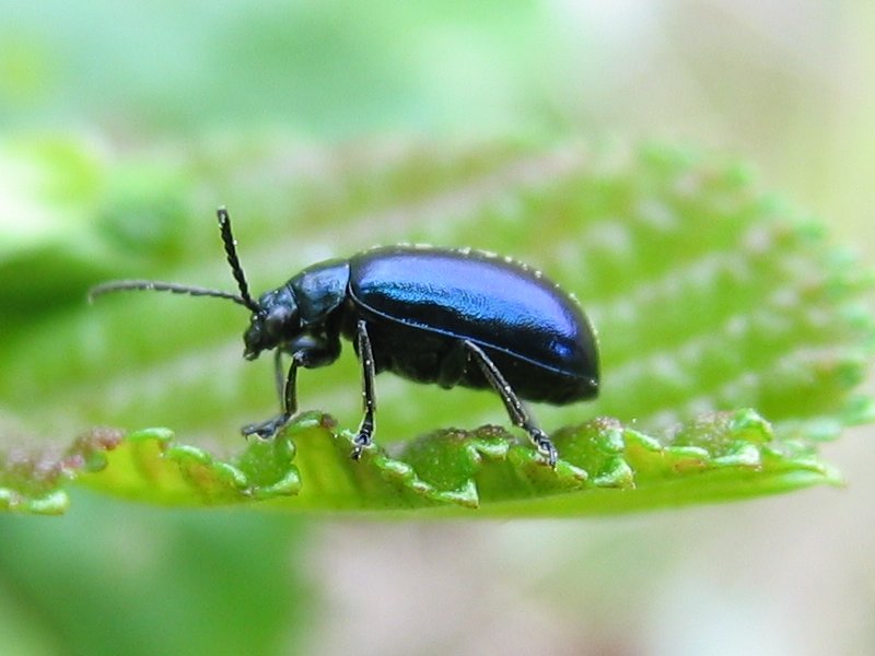 Chrysomèle