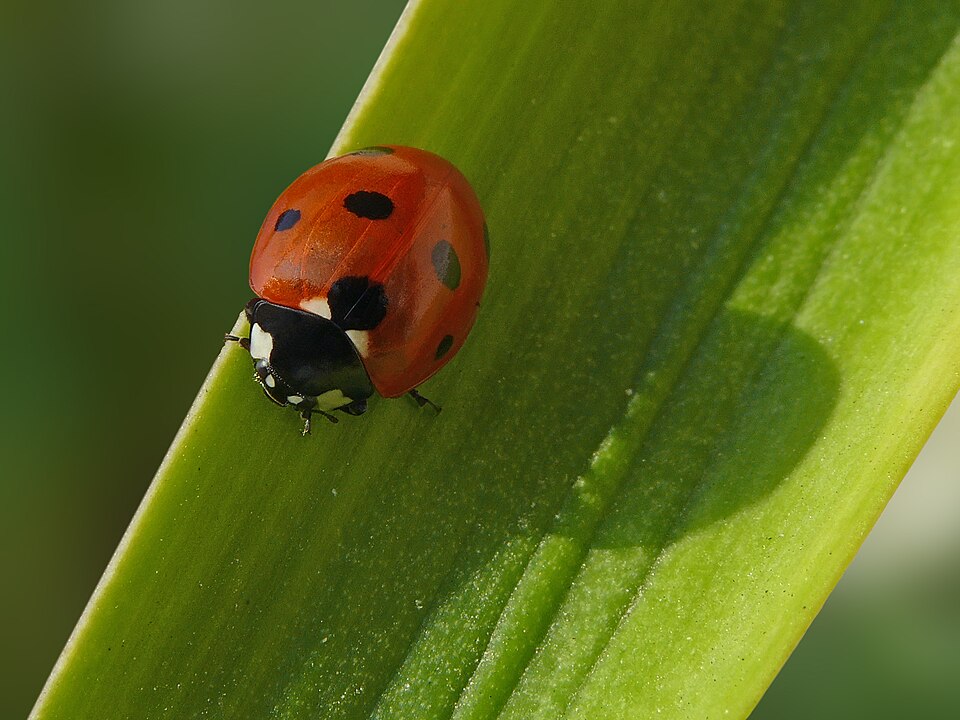Coccinelle à sept points