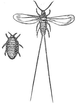 Scale Insect