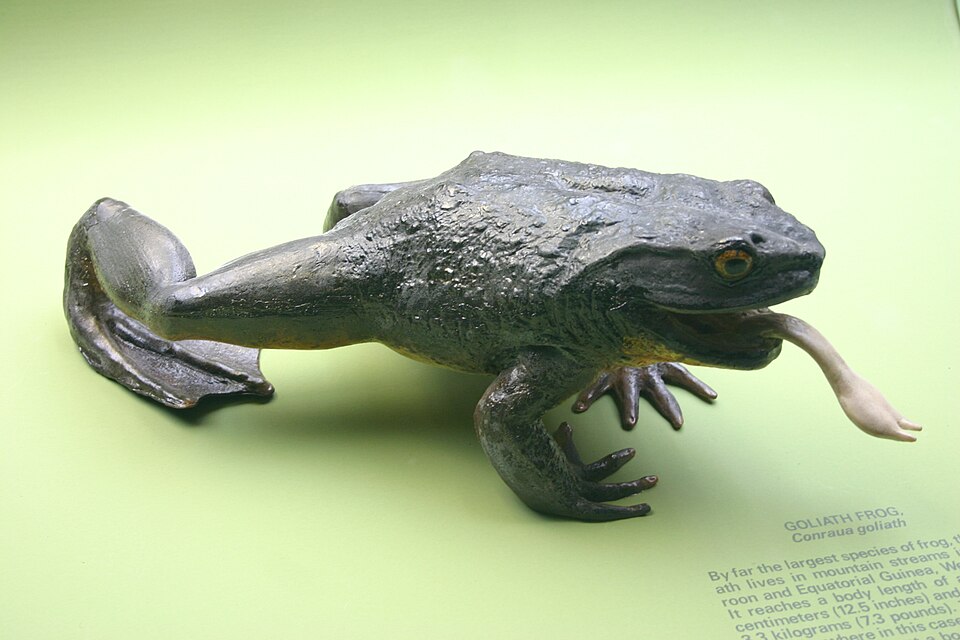 Grenouille goliath