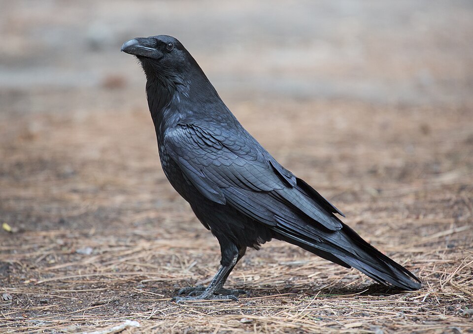 Crow