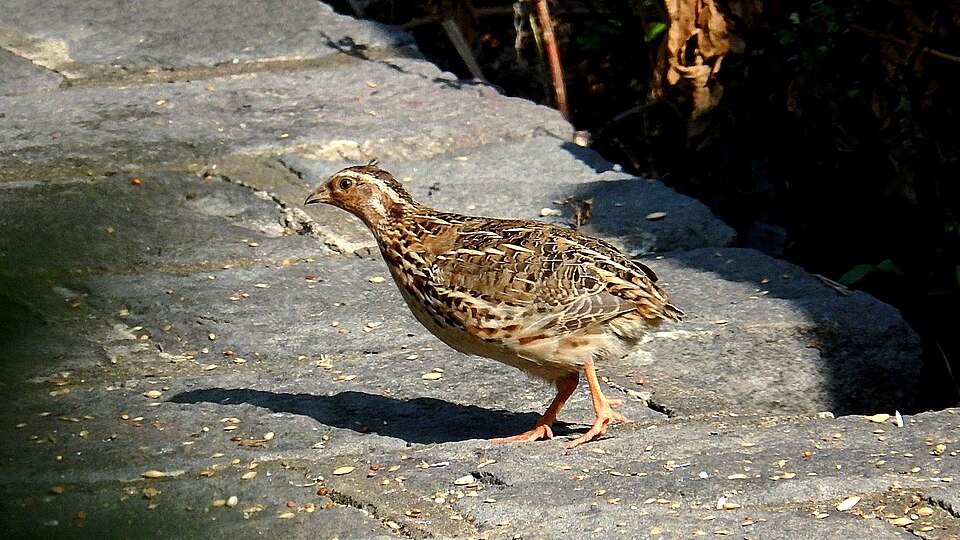 Japanese quail