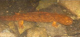 Hellbender