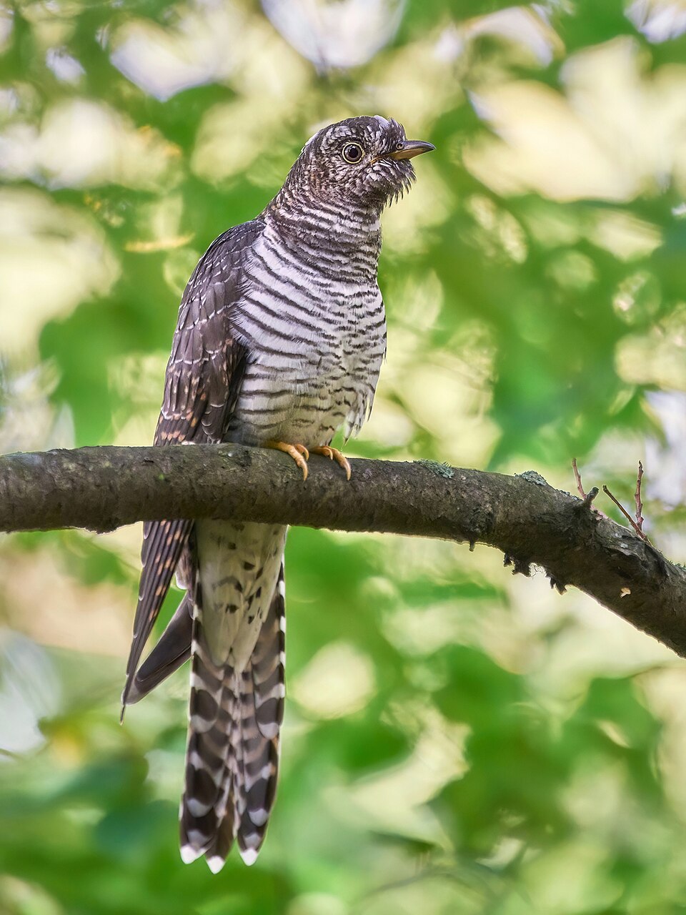 Common Cuckoo