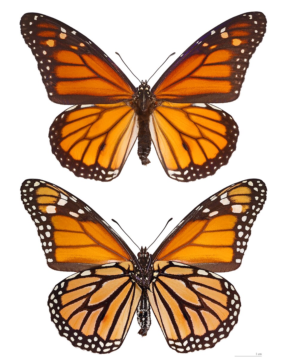 Papillon monarque — Comment une chenille devient-elle papillon