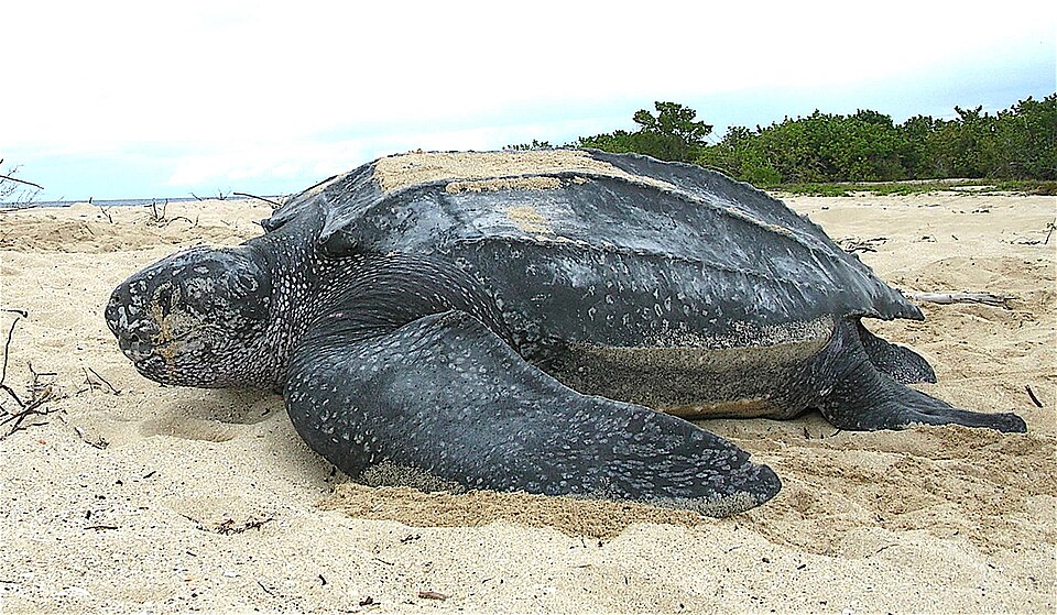 Tortue luth
