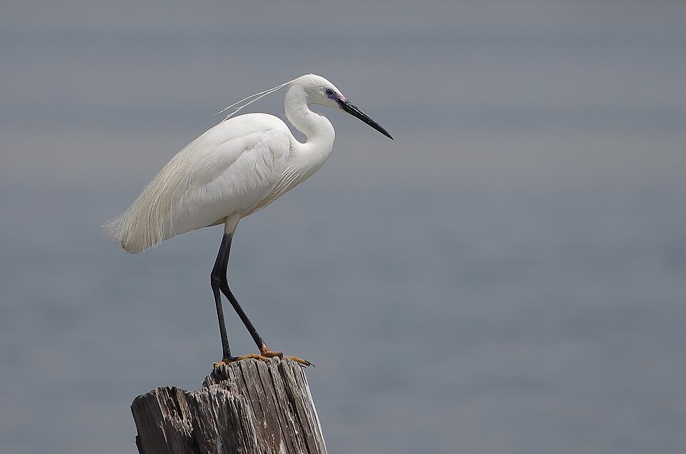 Little Egret
