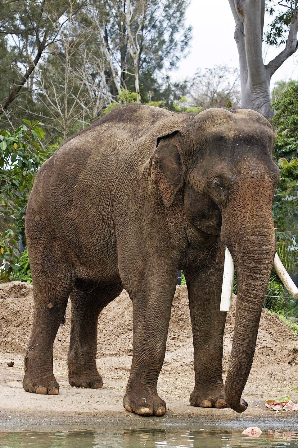 Éléphant d'Asie