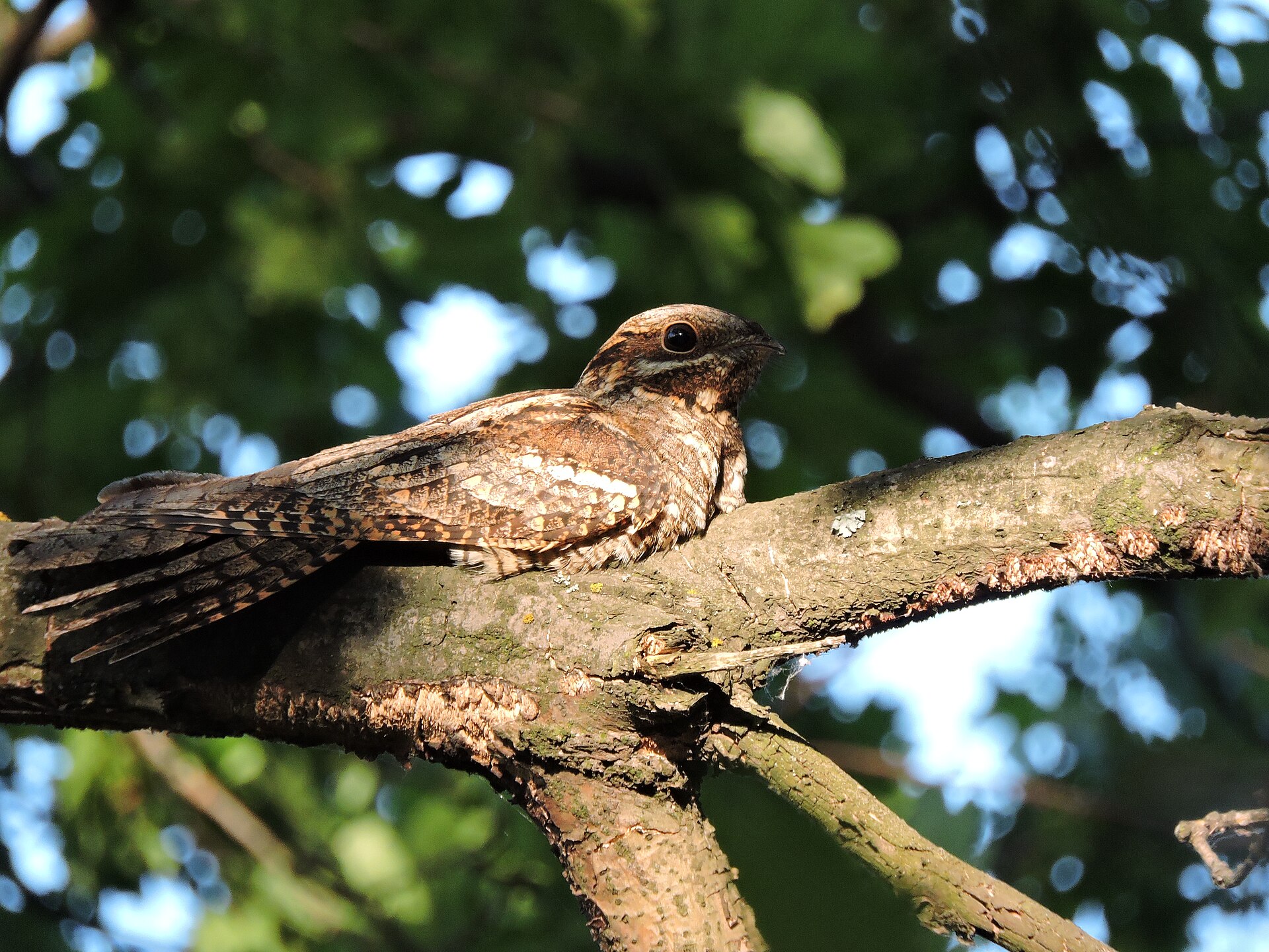 Nightjar