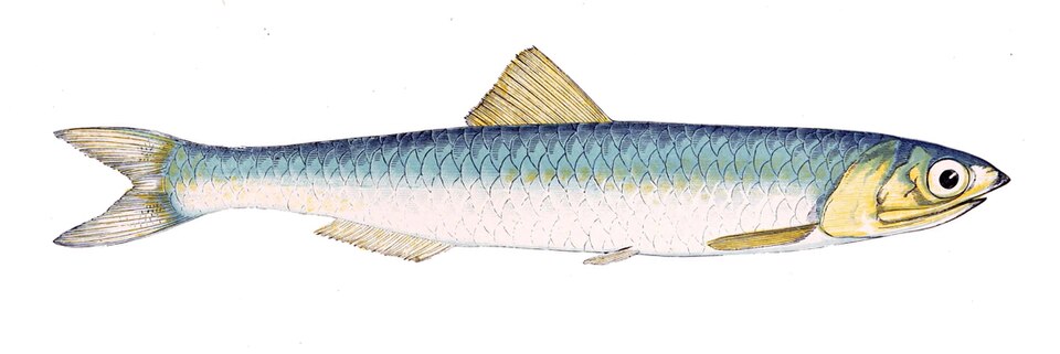 Anchois