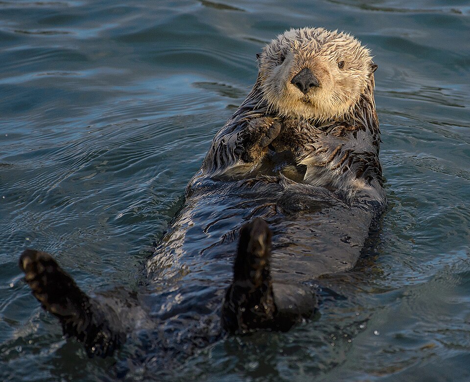 Loutre de mer